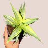 Sansevieria Gabriella Crown