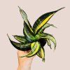 Sansevieria trifasciata Hahnii Twirl Star