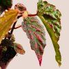 Begonia Mila’s Miracle