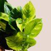 Epipremnum Lemon Joy