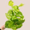 Epipremnum Lemon Top