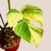 Monstera deliciosa aurea variegata
