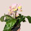 Streptocarpus - viacero druhov