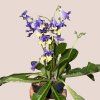 Streptocarpus - viacero druhov