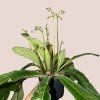 Streptocarpus - viacero druhov