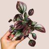 Peperomia caperata Cayenne
