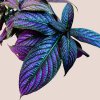 Strobilanthes Dyeriana