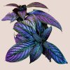 Strobilanthes Dyeriana