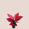 Aglaonema Spicy Pink