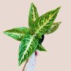 Aglaonema Polar Springtime