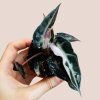 Alocasia bambino pink variegata