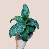 Sansevieria Star Green Granite