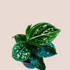 Aglaonema Tom’s Pride