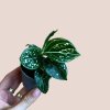 Aglaonema Tom’s Pride