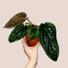 Anthurium luxurians x radicans