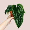 Anthurium luxurians x radicans
