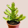 Euphorbia mauritanica Mayuranthii Variegata