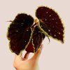 Begonia darthvaderiana Green Spot