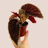 Begonia darthvaderiana Green Spot