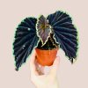 Begonia darthvaderiana Green Spot