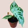 Anthurium super Silver Blush