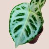 Anthurium super Silver Blush