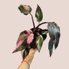 Philodendron Pink Princess
