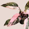 Philodendron Pink Princess