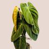 Philodendron melanochrysum