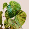 Begonia Muara Wahau