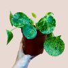 Pilea peperomioides Mojito