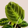 Maranta NoID