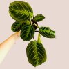 Maranta NoID