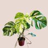 Monstera deliciosa albo variegata