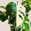 Monstera deliciosa albo variegata