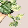 Scindapsus pictus Peasun variegata