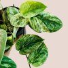Scindapsus pictus Silver Knight
