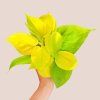 Philodendron scandens neon