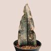 Sansevieria Star Canyon Granite