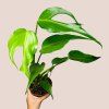 Monstera Burle Marx Flame
