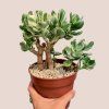 Crassula ovata variegata