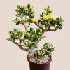 Crassula ovata variegata veľká