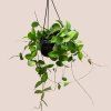 Hoya Mathilde