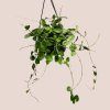 Hoya Mathilde Splash