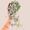 Ceropegia woodii variegata