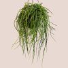 Rhipsalis burchellii viacero druhov