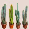 Cereus veľký viacero druhov