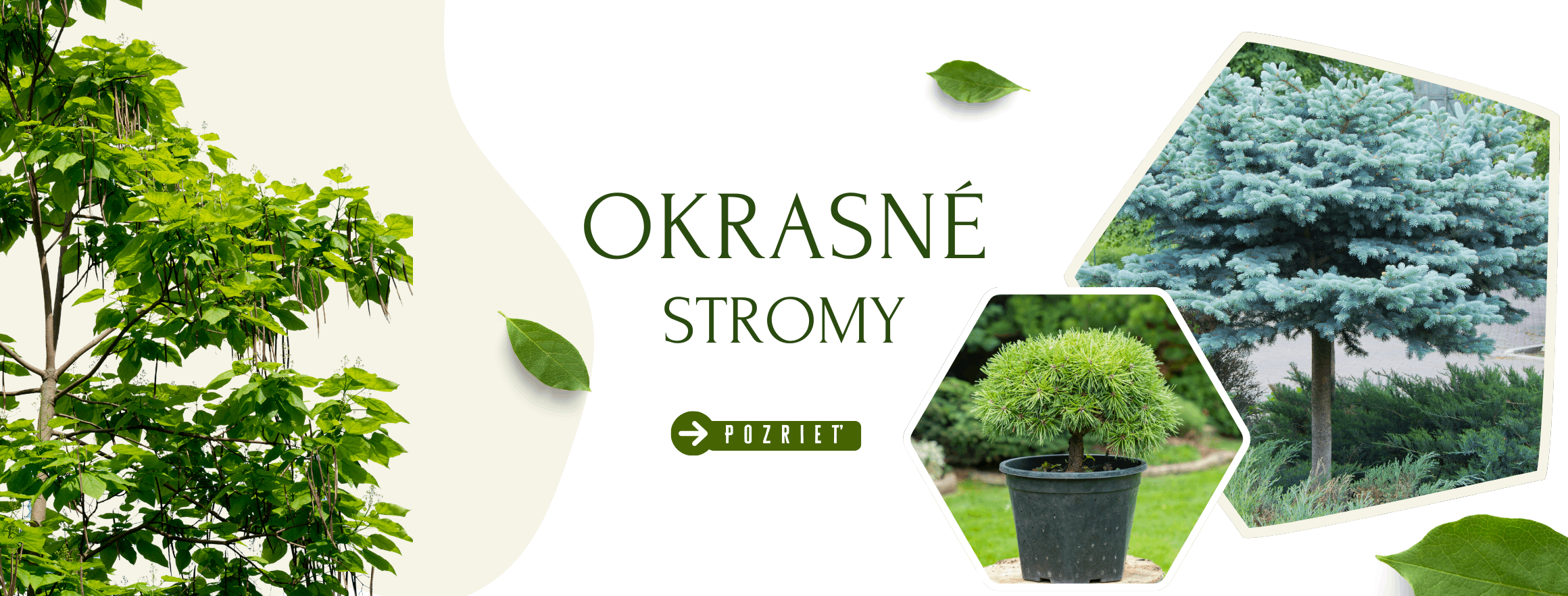 Okrasné stromy