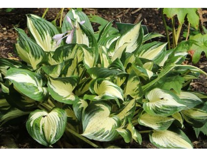 hosta captain kirk
