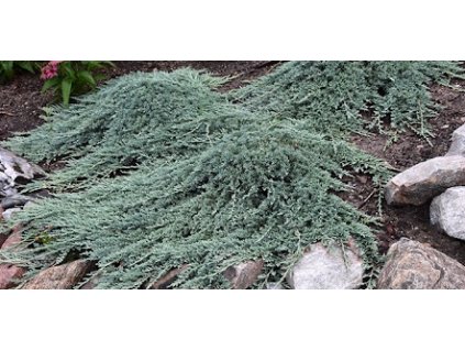borievka ice blue